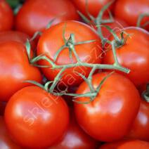 Choroby pomidorów