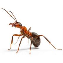 Środki na mrówki