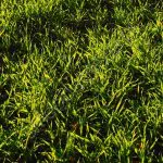 Nawozy zagęszczające trawę