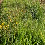 Nawozy odchwaszczające trawę