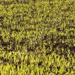 Nawozy do zakładania trawników