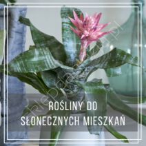 Rośliny do słonecznych mieszkań