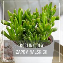 Rośliny dla zapominalskich