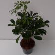 Schefflera 14/50 