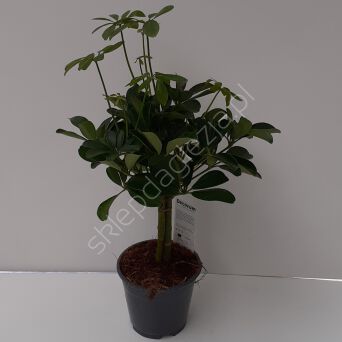 Schefflera 14/50 