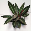 Calathea Sanguinea 12/30