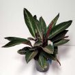 Calathea Sanguinea 12/30