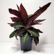 Calathea Sanguinea 12/30