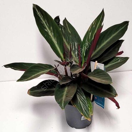 Calathea Sanguinea 12/30