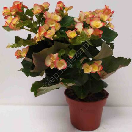 Begonia kwitnąca 13/30 