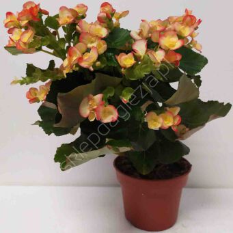 Begonia kwitnąca 13/30