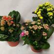 Kalanchoe  8/15 