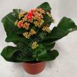 Kalanchoe  8/15 