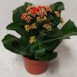 Kalanchoe  8/15 