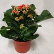 Kalanchoe  8/15 