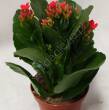 Kalanchoe  8/15 