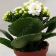 Kalanchoe  8/15 