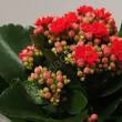 Kalanchoe  8/15 