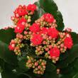 Kalanchoe  8/15 