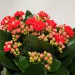 Kalanchoe  8/15 