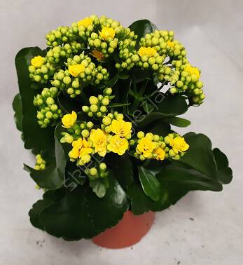 Kalanchoe  8/15 