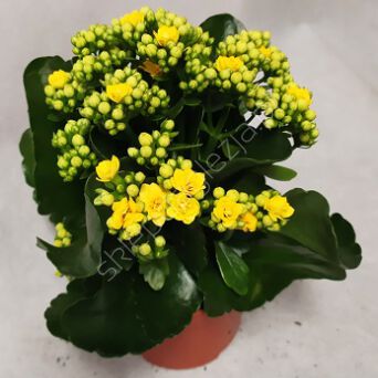 Kalanchoe 12/22