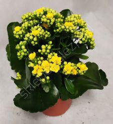 Kalanchoe 12/22