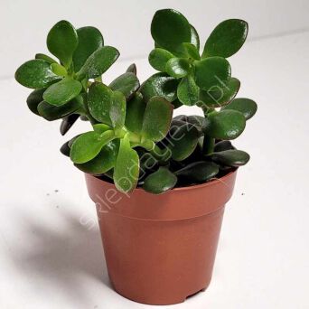 Crassula  8,5/15 