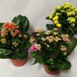 Kalanchoe  7/15