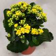 Kalanchoe  7/15