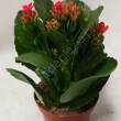 Kalanchoe  7/15