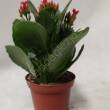 Kalanchoe  7/15