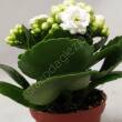 Kalanchoe  7/15