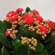 Kalanchoe  7/15