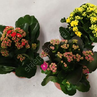 Kalanchoe  8/15