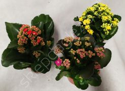 Kalanchoe  8/15