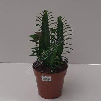 Euphorbia 24/90