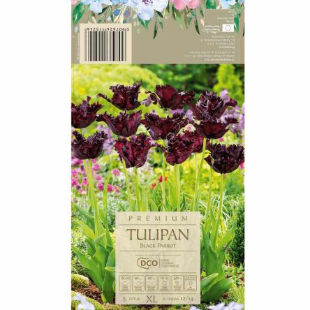 Tulipan Black Parrot 12-14 5szt DCO