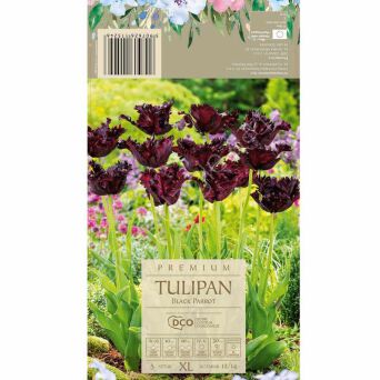 Tulipan Black Parrot 12-14 5szt DCO