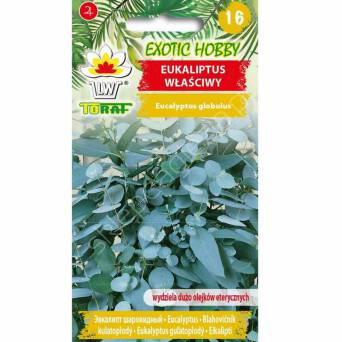 Eukaliptus właściwy 10szt T 