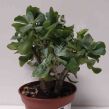 Crassula 14/25 