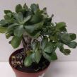 Crassula 14/25 