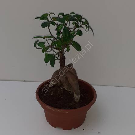 Ficus Ginseng 14/40 