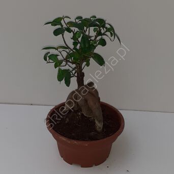 Ficus Ginseng 18/45 