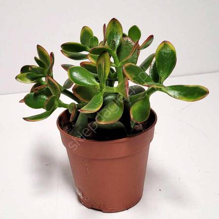 Crassula 12/15 