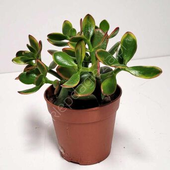 Crassula 12/20