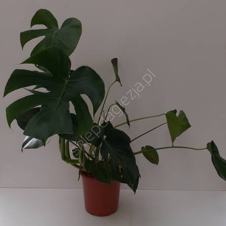 Monstera 21/60 