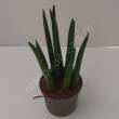 Sansevieria 10/25 