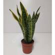 Sansevieria 10/25 