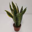 Sansevieria 10/25 